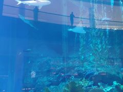 -迪拜水族馆及水下动物园