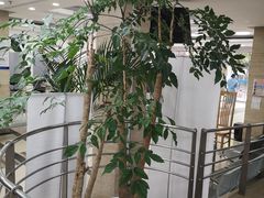 -上海大学附属上海和平眼科医院