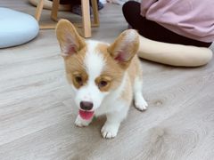 -浣熊柯尔鸭土拨鼠·电玩咖