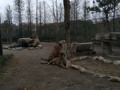 -上海野生动物园老虎餐厅