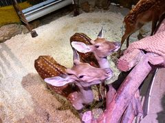 -正佳雨林生态植物园