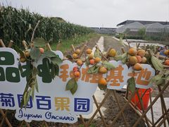 -菊园百果园