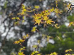 -白茶原·一片叶子