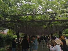-嘉定紫藤园