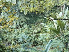 -西双版纳原始森林公园