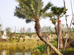 -枫香湖儿童公园