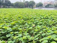 -荔湾湖公园