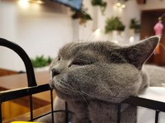 -喵园·猫主题咖啡厅·撸猫·猫咖(国贸店)