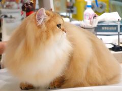 -momokira米努特·德文卷毛猫·棉花面纱犬