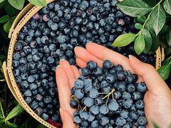 -金谷域澳洲庄园