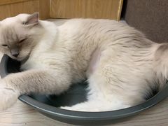 -猫和宫(六道口店)