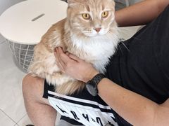 -关爱宠物医院·猫科中心·消化科(滨湖万达分院)