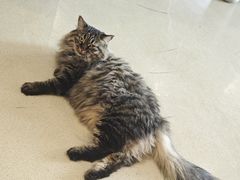 -藏猫猫咖啡主题馆(中央大道店)