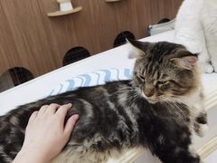 -COLOR PETS 撸猫馆·购猫·猫咖(长风大悦城店)