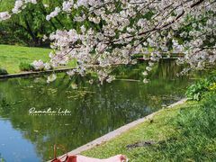 -上海共青森林公园