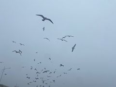 -烟墩角天鹅湖