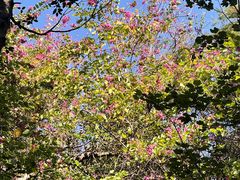 -攀枝花公园