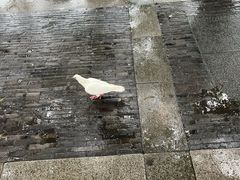 -西湖外事游船(湖滨二公园外事游船码头)