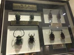 -上海昆虫博物馆