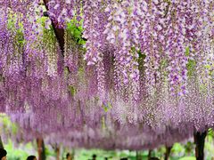 -嘉定紫藤园