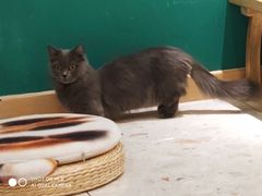 -飞行喵MR PILOT|猫舍·猫咖(静安大融城店)