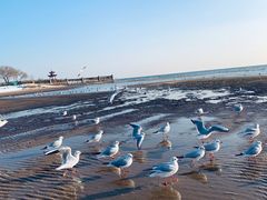 -老虎石海上公园