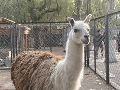 -长白岛森林公园