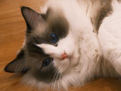 -COLOR PETS 撸猫馆·购猫·猫咖(长风大悦城店)