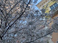 -平湖九龙山庄园圣马可酒店