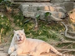-广州长隆野生动物世界