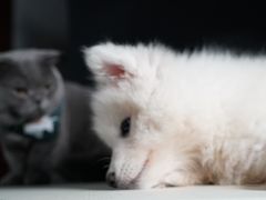 -翊宠yipet猫狗购宠庄园犬舍•猫舍