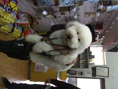 酷迪宠物(万柳店)-酷迪(巴沟华联店)