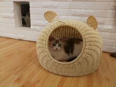 -momokira米努特·德文卷毛猫·棉花面纱犬