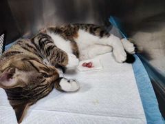 -贝康宠物医院·犬猫全科·小动物特色诊疗中心(东环路店)