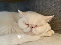 -猫腻·猫咖·撸猫馆(星光大道店)