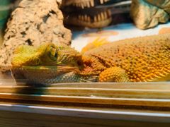 -Rabbit Cafe私房西餐甜点咖啡(栖霞路店)