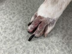 -美美宠物诊疗中心·异宠·骨科(滨江东信分院)