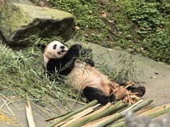 -都江堰中华大熊猫苑