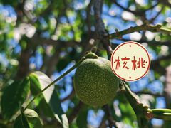 -大岭沟猕猴桃谷风景区