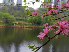 -重庆彩云湖湿地公园