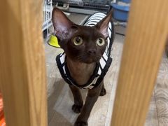 -柴迷FANS CLUB·柴犬狗咖·猫咖