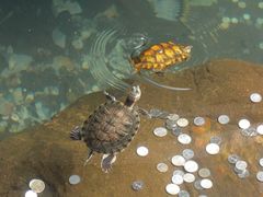 景点-鼎湖山风景区