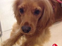 -Oh My Dog宠物沙龙(伊珊娜皮毛护理店)