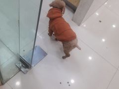 -芭比堂动物医院(广州爱宠下渡路分院)
