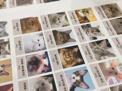 -袖虎·猫馆(体育西路店)