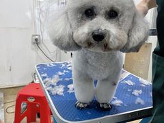 -集宠猫柠宠物生活馆