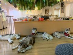 -Husky Go! 哈士奇体验馆·宠物咖啡厅狗咖