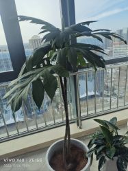 -HEYAN荷妍专业脱毛连锁机构
