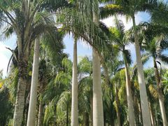 -中国科学院西双版纳热带植物园