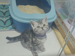 -糯米喵星人总部直营旗舰店·猫舍·幼猫出售
